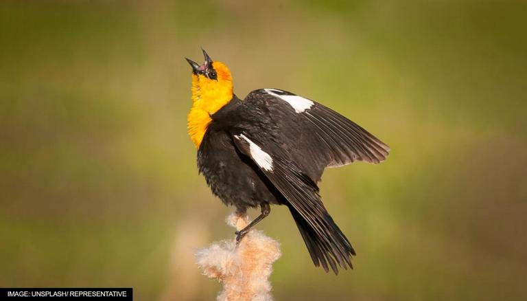 yellow head bird