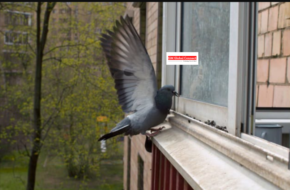 how to stop birds pecking at windows jpg 700×418 1